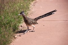 27_Big Bend National Park_09